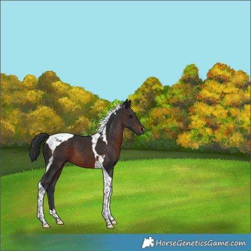 Horse Color:Brown Tobiano 