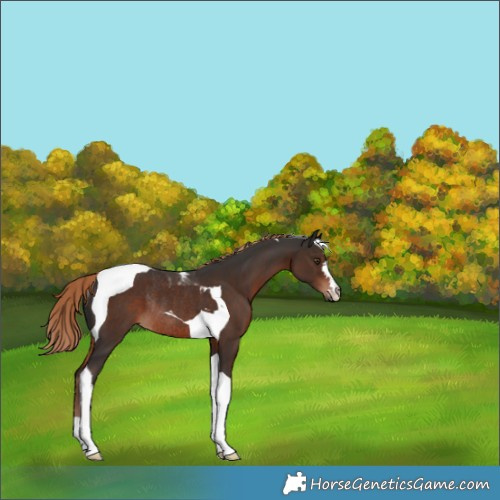 Horse Color:Liver Chestnut Tobiano Rabicano 