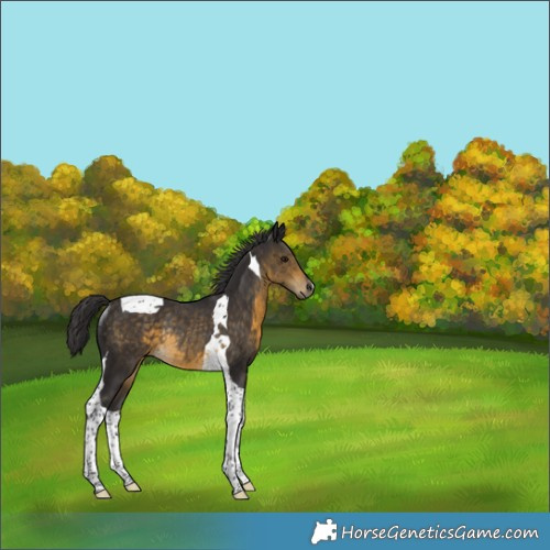 Horse Color:Buckskin Tobiano Rabicano 