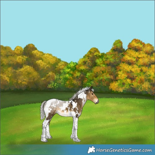 Horse Color:Gray White Spotted Silver Buckskin Dun Tobiano 