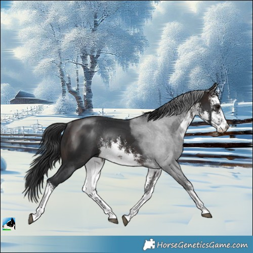 Horse Color:White Spotted Brown Rabicano 