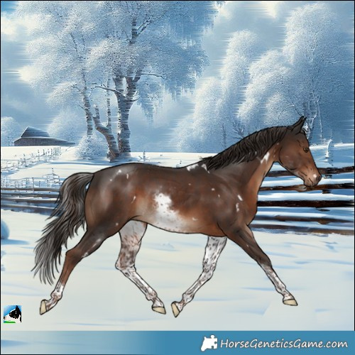 Horse Color:White Spotted Liver Chestnut Rabicano 