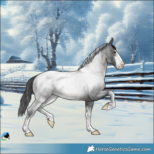 Horse Color:White Spotted Blue Roan Rabicano 