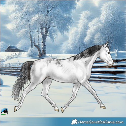 Horse Color:White Spotted Brown 