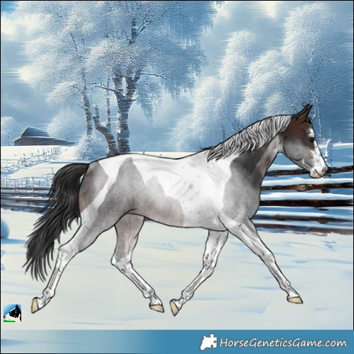 Horse Color:White Spotted Brown Tobiano Rabicano