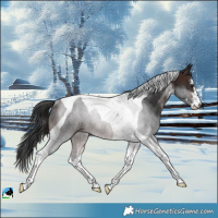 Horse Color:White Spotted Brown Tobiano Rabicano