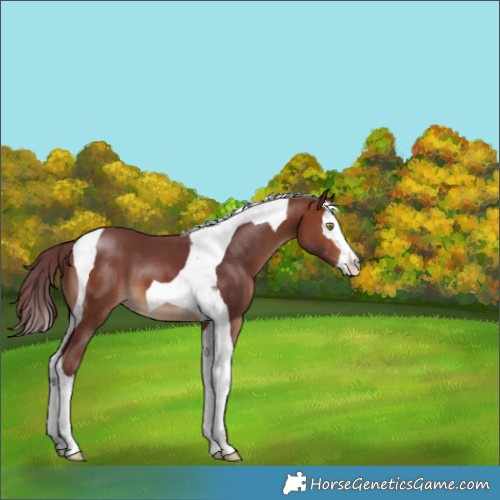 Horse Color:Chocolate Brown Splash Tobiano 
