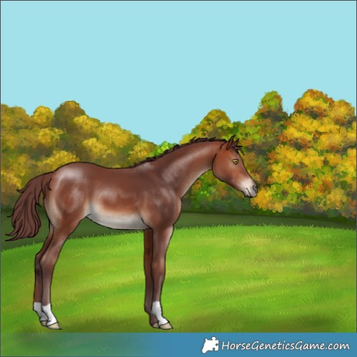 Horse Color:Chocolate Bay 