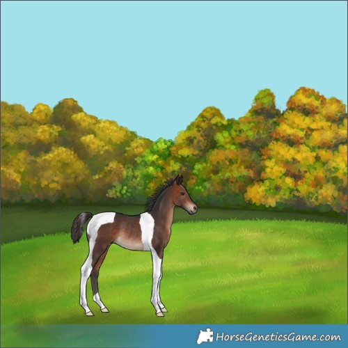 Horse Color:Bay Tobiano Rabicano 