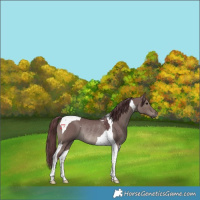 Horse Color:Platinum Chocolate Grullo Tobiano Rabicano