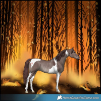 Horse Color:Platinum Chocolate Grullo Tobiano Rabicano 
