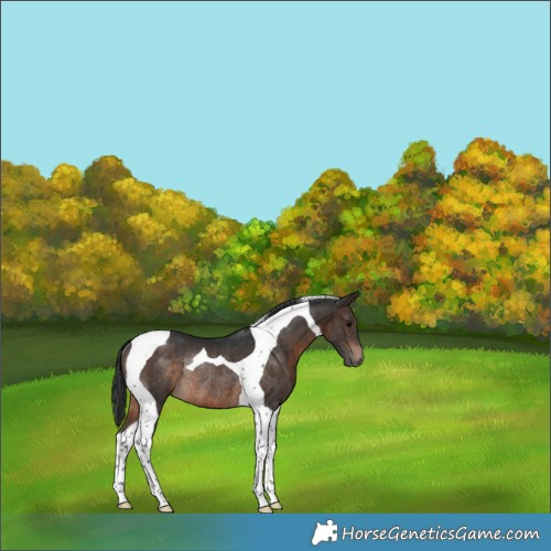 Horse Color:Brown Tobiano Rabicano 