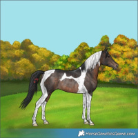 Horse Color:Brown Tobiano Rabicano