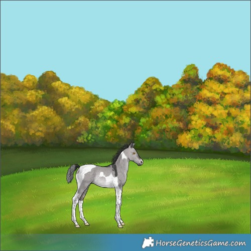 Horse Color:Platinum Bay Dun Mushroom Tobiano Rabicano 