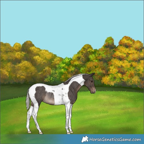 Horse Color:Silver Black Tobiano Rabicano 