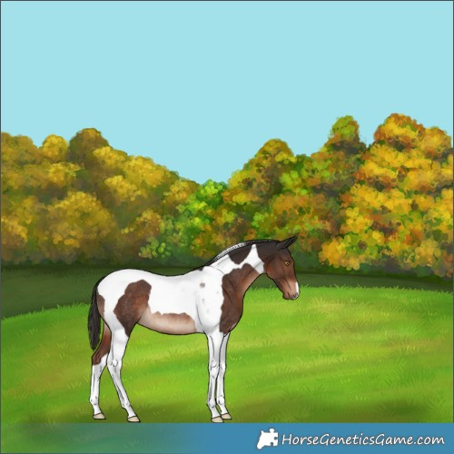 Horse Color:Liver Chestnut Tobiano Rabicano 