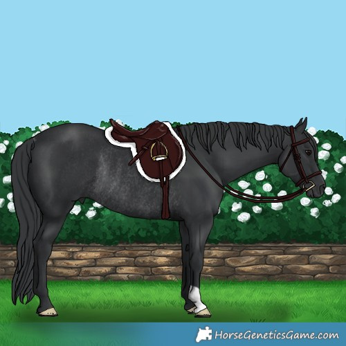 Horse Color:Black Rabicano 