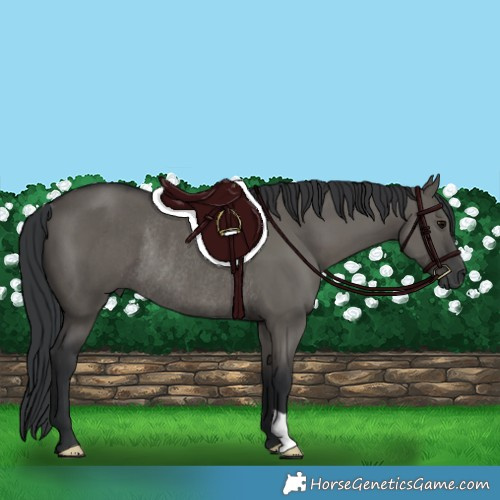 Horse Color:Grullo Rabicano 