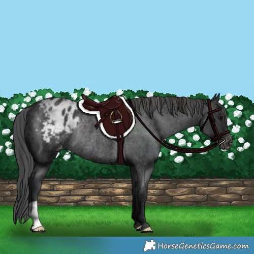 Horse Color:Black Blanket Rabicano 