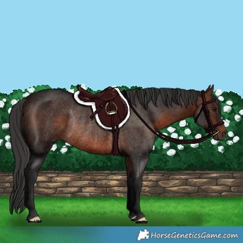 Horse Color:Brown Rabicano 