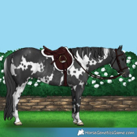 Horse Color:White Spotted Black Rabicano 