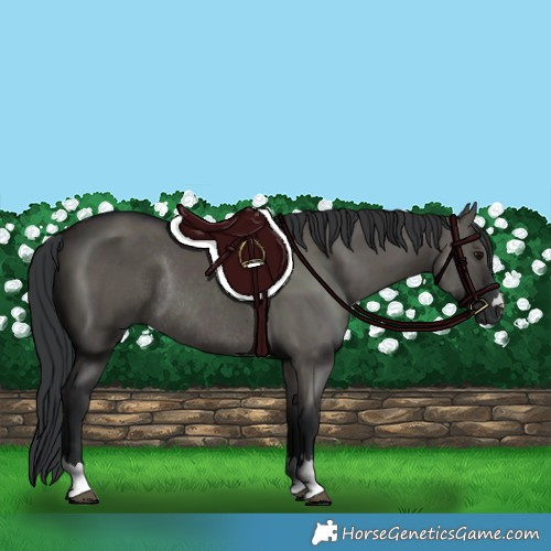 Horse Color:Grullo Rabicano 