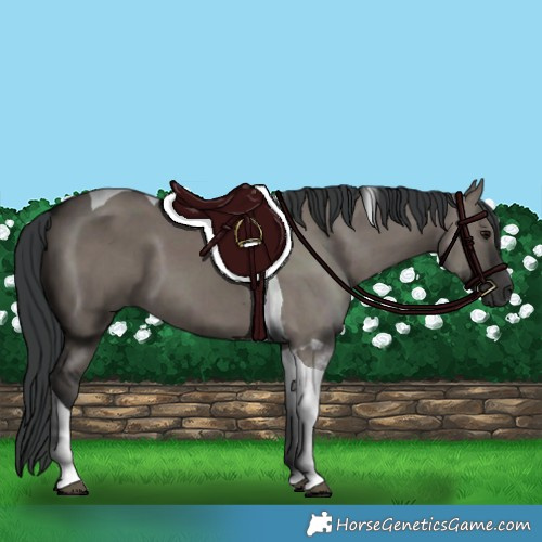 Horse Color:Grullo Tobiano 