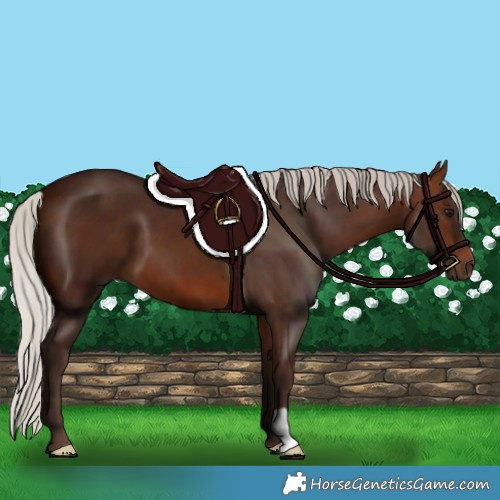 Horse Color:Silver Brown 