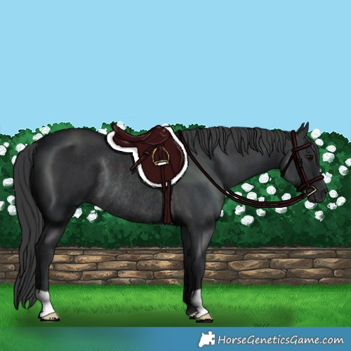 Horse Color:Black Rabicano 