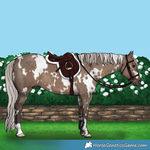 Horse Color:White Spotted Silver Grullo 