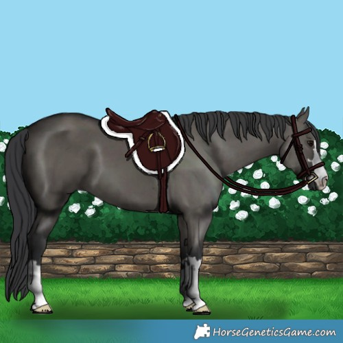 Horse Color:Grullo 