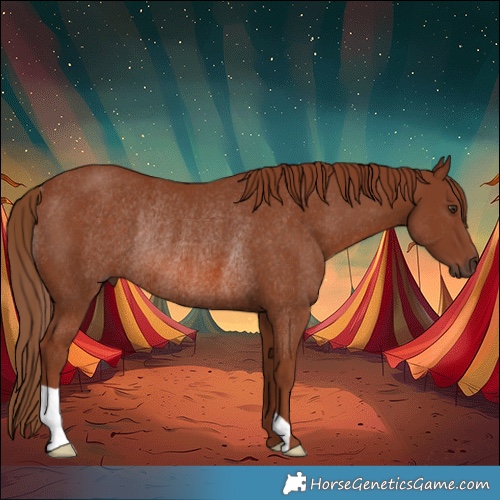 Horse Color:Chestnut Rabicano