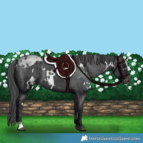 Horse Color:White Spotted Black Blanket Rabicano 