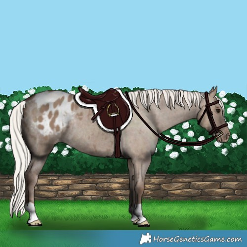 Horse Color:Silver Grullo Blanket Rabicano 