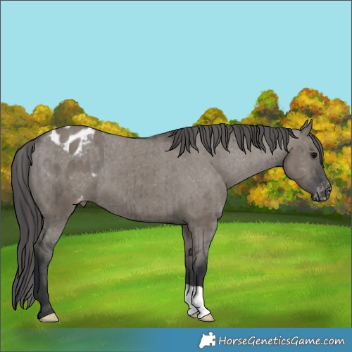 Horse Color:Grullo Varnish Brindle 