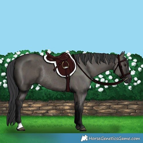 Horse Color:Grullo Rabicano 