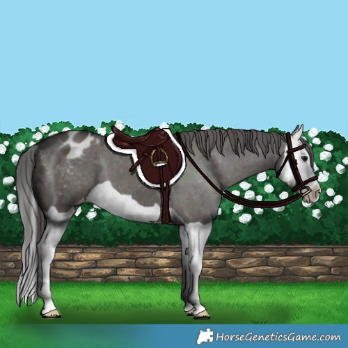Horse Color:Grullo Splash Blanket 