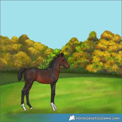 Horse Color:Brown 