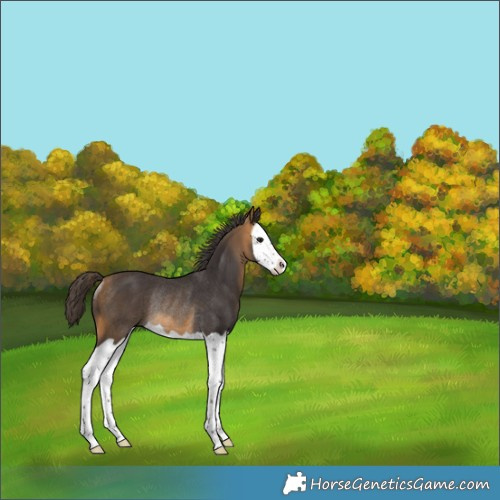 Horse Color:Buckskin Splash Rabicano 