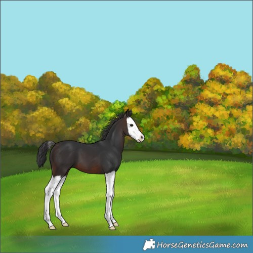 Horse Color:Brown Splash 