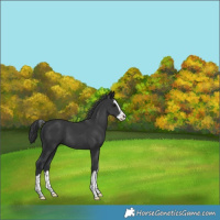 Horse Color:Black Splash