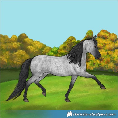 Horse Color:Blue Roan 