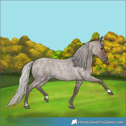 Horse Color:Silver Blue Roan 