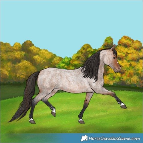 Horse Color:Bay Roan 