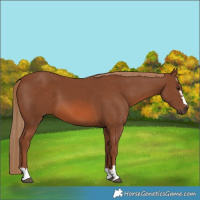 Horse Color:Chestnut 