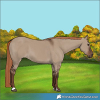 Horse Color:Liver Red Dun