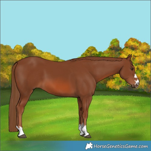 Horse Color:Chestnut 