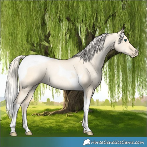 Horse Color:Palomino Pearl Dun Tobiano 