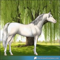 Horse Color:Palomino Pearl Dun Tobiano
