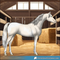 Horse Color:Palomino Pearl Dun Tobiano 